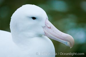 Wandering albatross, on nest and the Prion Island colony.  The wandering albatross has the largest wingspan of any living bird, with the wingspan between, up to 12' from wingtip to wingtip. It can soar on the open ocean for hours at a time, riding the updrafts from individual swells, with a glide ratio of 22 units of distance for every unit of drop. The wandering albatross can live up to 23 years. They hunt at night on the open ocean for cephalopods, small fish, and crustaceans. The survival of the species is at risk due to mortality from long-line fishing gear, Diomedea exulans