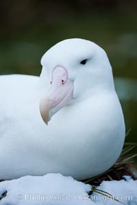 Wandering albatross, on nest and the Prion Island colony.  The wandering albatross has the largest wingspan of any living bird, with the wingspan between, up to 12' from wingtip to wingtip. It can soar on the open ocean for hours at a time, riding the updrafts from individual swells, with a glide ratio of 22 units of distance for every unit of drop. The wandering albatross can live up to 23 years. They hunt at night on the open ocean for cephalopods, small fish, and crustaceans. The survival of the species is at risk due to mortality from long-line fishing gear, Diomedea exulans