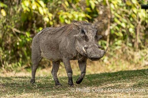 Warthog around LIttle Governors Camp, Masai Mara, Phacochoerus africanus, Maasai Mara National Reserve