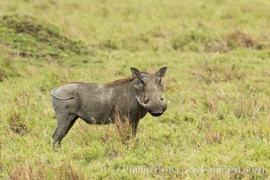 Warthog, Maasai Mara National Reserve, Kenya, Phacochoerus africanus