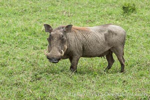 Warthog, Maasai Mara National Reserve, Kenya, Phacochoerus africanus