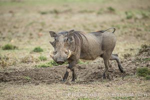 Warthog, Maasai Mara National Reserve, Kenya, Phacochoerus africanus, Olare Orok Conservancy