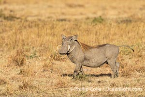 Warthog, Mara North Conservancy, Phacochoerus africanus