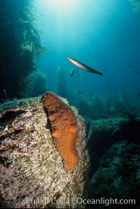 Warty sea cucumber on rocky reef amid kelp forest, Parastichopus parvimensis, Catalina Island