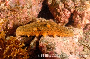 Warty sea cucumber on rocky reef amid kelp forest, Parastichopus parvimensis, San Clemente Island