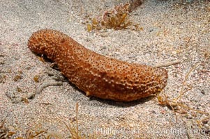 Warty sea cucumber, Parastichopus parvimensis, Guadalupe Island (Isla Guadalupe)