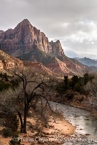 The Watchman and Virgin River at sunset with cleaing stormclouds, Zion National Park, Utah