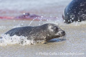 A newborn harbor seal pup in the water at the oceans edge, born just moments before in the ocean and immediately able to swim ashore. The pups placenta and mother are seen in the background, Phoca vitulina richardsi, La Jolla, California