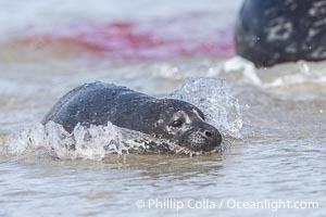 A newborn harbor seal pup in the water at the oceans edge, born just moments before in the ocean and immediately able to swim ashore. The pups placenta and mother are seen in the background, Phoca vitulina richardsi, La Jolla, California