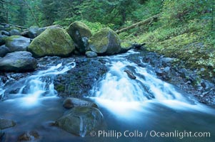 Water cascading through a temperate rainforest, near Triple Falls, Columbia River Gorge National Scenic Area, Oregon