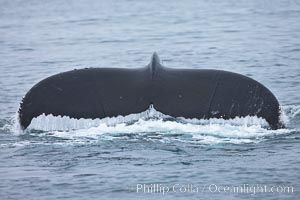 Water falling from the fluke (tail) of a humpback whale as the whale dives to forage for food in the Santa Barbara Channel, Megaptera novaeangliae, Santa Rosa Island, California