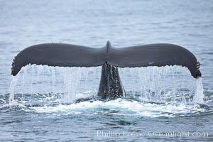 Water falling from the fluke (tail) of a humpback whale as the whale dives to forage for food in the Santa Barbara Channel, Megaptera novaeangliae, Santa Rosa Island, California