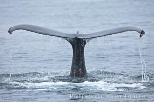 Water falling from the fluke (tail) of a humpback whale as the whale dives to forage for food in the Santa Barbara Channel, Megaptera novaeangliae, Santa Rosa Island, California