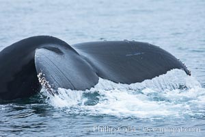 Water falling from the fluke (tail) of a humpback whale as the whale dives to forage for food in the Santa Barbara Channel, Megaptera novaeangliae, Santa Rosa Island, California