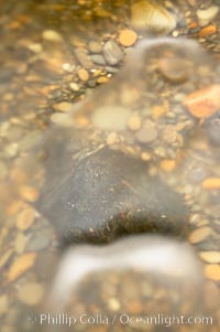 Water flows past beach cobblestones, blur, Ruby Beach, Olympic National Park, Washington