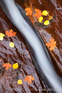 Water rushes through a narrow crack, in the red sandstone of Zion National Park, with fallen autumn leaves