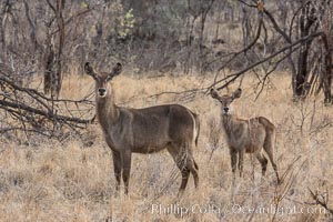 Waterbuck, Meru National Park, Kenya, Kobus ellipsiprymnus