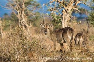 Waterbuck, Meru National Park, Kenya, Kobus ellipsiprymnus