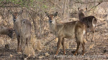 Waterbuck, Meru National Park, Kenya, Kobus ellipsiprymnus