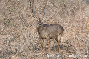 Waterbuck, Meru National Park, Kenya, Kobus ellipsiprymnus