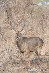 Waterbuck, Meru National Park, Kenya, Kobus ellipsiprymnus