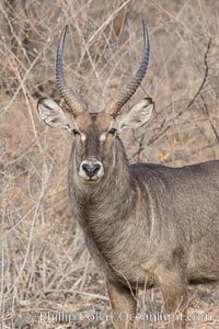 Waterbuck, Meru National Park, Kenya, Kobus ellipsiprymnus