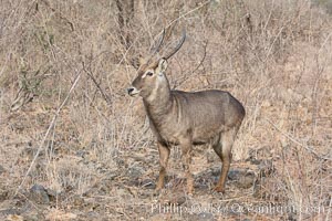 Waterbuck, Meru National Park, Kenya, Kobus ellipsiprymnus