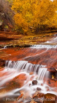 Small waterfalls and autumn trees, along the left fork in North Creek Canyon, with maple and cottonwood trees turning fall colors.