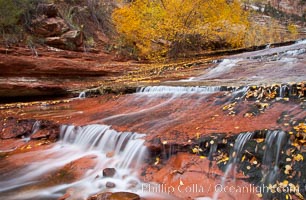 Small waterfalls and autumn trees, along the left fork in North Creek Canyon, with maple and cottonwood trees turning fall colors, Zion National Park, Utah