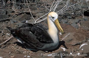 Waved albatross, Punta Suarez, Diomedea irrorata, Phoebastria irrorata, Hood Island
