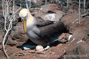 Waved albatross, Punta Suarez, Diomedea irrorata, Phoebastria irrorata, Hood Island