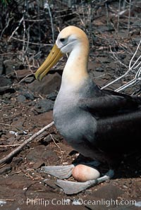 Waved albatross, Punta Suarez, Diomedea irrorata, Phoebastria irrorata, Hood Island