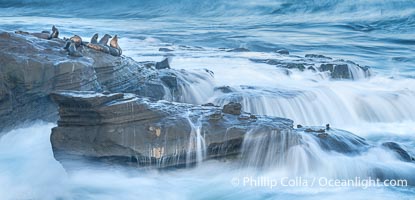 Waves Wash Over Point La Jolla with Sea Lions on the Rocks