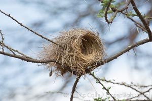 Weaver bird nest, Amboseli National Park, Kenya