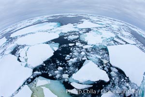 Pack ice and brash ice fills the Weddell Sea, near the Antarctic Peninsula.  This pack ice is a combination of broken pieces of icebergs, sea ice that has formed on the ocean. Southern Ocean, natural history stock photograph, photo id 24841