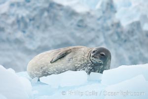 Weddell seal in Antarctica.  The Weddell seal reaches sizes of 3m and 600 kg, and feeds on a variety of fish, krill, squid, cephalopods, crustaceans and penguins, Leptonychotes weddellii, Cierva Cove