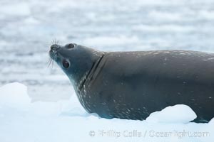 Weddell seal in Antarctica.  The Weddell seal reaches sizes of 3m and 600 kg, and feeds on a variety of fish, krill, squid, cephalopods, crustaceans and penguins, Leptonychotes weddellii, Cierva Cove