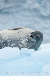 Weddell seal in Antarctica.  The Weddell seal reaches sizes of 3m and 600 kg, and feeds on a variety of fish, krill, squid, cephalopods, crustaceans and penguins. Cierva Cove, Antarctic Peninsula, Leptonychotes weddellii, natural history stock photograph, photo id 25566