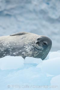 Weddell seal in Antarctica.  The Weddell seal reaches sizes of 3m and 600 kg, and feeds on a variety of fish, krill, squid, cephalopods, crustaceans and penguins, Leptonychotes weddellii, Cierva Cove