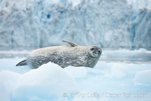 Weddell seal in Antarctica.  The Weddell seal reaches sizes of 3m and 600 kg, and feeds on a variety of fish, krill, squid, cephalopods, crustaceans and penguins, Leptonychotes weddellii, Cierva Cove