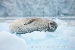 Weddell seal in Antarctica.  The Weddell seal reaches sizes of 3m and 600 kg, and feeds on a variety of fish, krill, squid, cephalopods, crustaceans and penguins, Leptonychotes weddellii, Cierva Cove