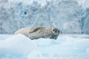 Weddell seal in Antarctica.  The Weddell seal reaches sizes of 3m and 600 kg, and feeds on a variety of fish, krill, squid, cephalopods, crustaceans and penguins, Leptonychotes weddellii, Cierva Cove