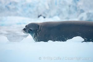 Weddell seal in Antarctica.  The Weddell seal reaches sizes of 3m and 600 kg, and feeds on a variety of fish, krill, squid, cephalopods, crustaceans and penguins, Leptonychotes weddellii, Cierva Cove