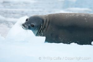 Weddell seal in Antarctica.  The Weddell seal reaches sizes of 3m and 600 kg, and feeds on a variety of fish, krill, squid, cephalopods, crustaceans and penguins, Leptonychotes weddellii, Cierva Cove