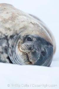 Weddell seal in Antarctica.  The Weddell seal reaches sizes of 3m and 600 kg, and feeds on a variety of fish, krill, squid, cephalopods, crustaceans and penguins.