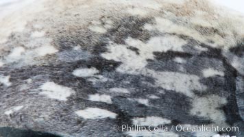 Weddell seal in Antarctica.  The Weddell seal reaches sizes of 3m and 600 kg, and feeds on a variety of fish, krill, squid, cephalopods, crustaceans and penguins, Leptonychotes weddellii, Neko Harbor