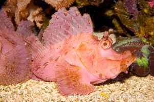 Weedy scorpionfish.  Tropical scorpionfishes are camoflage experts, changing color and apparent texture in order to masquerade as rocks, clumps of algae or detritus, Rhinopias frondossa