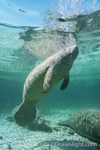 West Indian manatee at Three Sisters Springs, Florida, Trichechus manatus, Crystal River