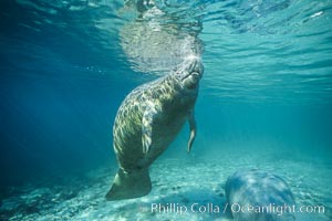 West Indian manatee at Three Sisters Springs, Florida, Trichechus manatus, Crystal River