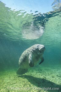 West Indian manatee at Three Sisters Springs, Florida, Trichechus manatus, Crystal River